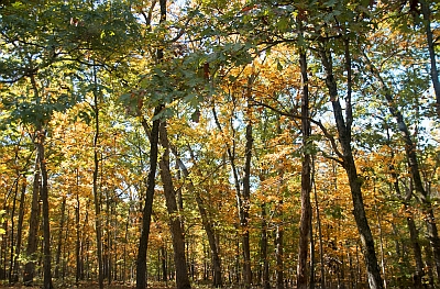 Balls Bluff Fall Foliage