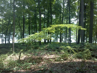 Seneca Forest
