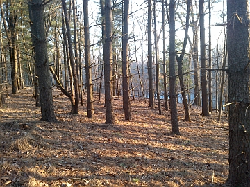 Seneca Park stream