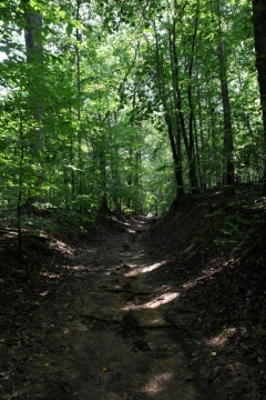 Hemlock photo by Jan Allbeck