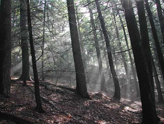 Hemlock Regional Park