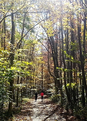 Lake Accotink Trail