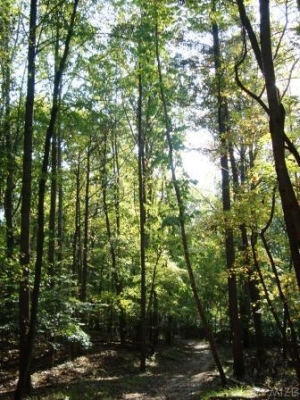 McKeldin woods