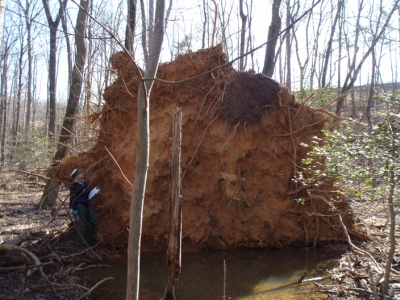 Greenbelt Rootstock