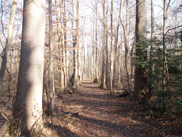 Patuxent Park trail