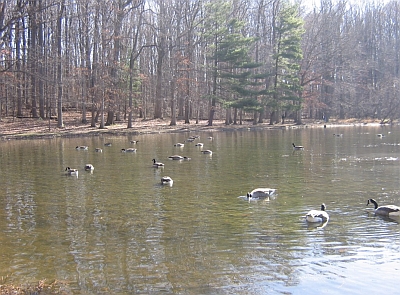 Pine Lake Pine Lake