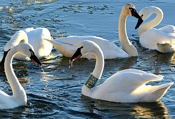 Tundra Swans