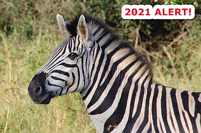 Zebras