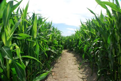 Corn Maze