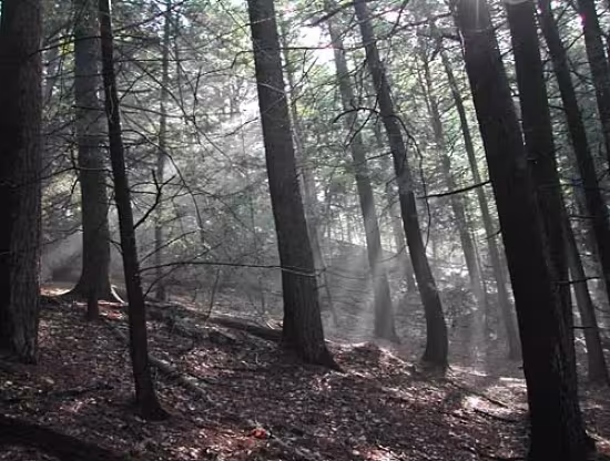 Wooded terrain at Hemlock Overlook Regional Park