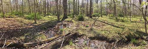 Wooded terrain at Hoyle's Mill