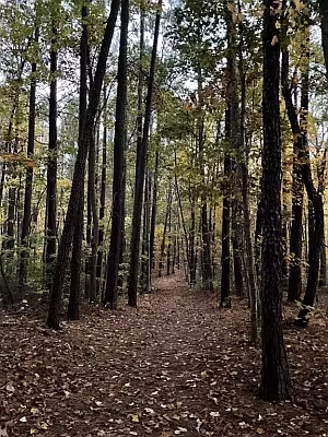 Woods at Occoquan Regional Park